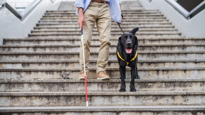 Un homme aveugle dans des escaliers avec un chien guide 